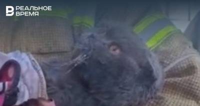 Умер кот Тишка, которого спасли на пожаре в Зеленодольске