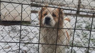 На Киевщине после закрытия колонии служебные собаки остались без работы: им ищут новых хозяев