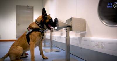 Собаки могут распознать запах носителя COVID-19: опубликованы исследования