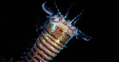 У берегов Тайваня ученые обнаружили логово гигантского червя