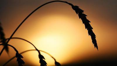 Ученые выведут сорт пшеницы «под заказ» почти втрое быстрее