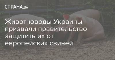 Животноводы Украины призвали правительство защитить их от европейских свиней