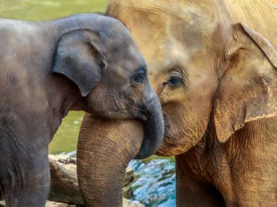 Ученые начали подсчет слонов с помощью спутниковых снимков