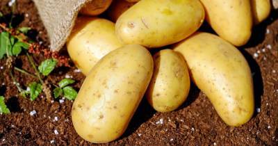 В России могут начать продавать картофель "экономкласса"