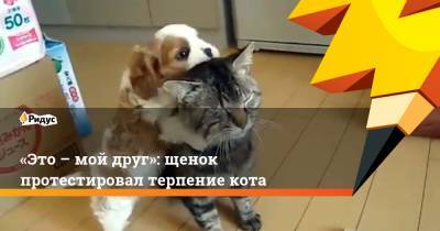 «Это – мой друг»: щенок протестировал терпение кота