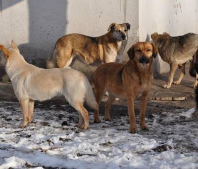 Власти назвали причины роста числа бездомных собак в кузбасском городе