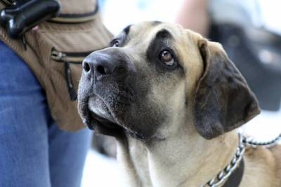 Собаки могут распознавать носителей коронавируса - cursorinfo.co.il - Эмираты