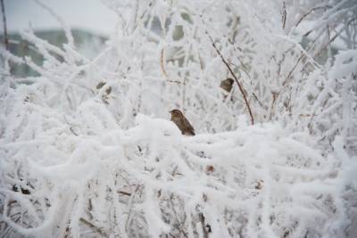 Волгоградцев в конце недели ожидает мокрый снег при +2 °С