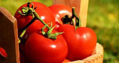 Новый случай поставки зараженных томатов из Азербайджана: Россельхознадзор