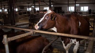Чтобы скот не голодал: в Крыму поддержат выращивание кормов