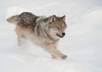 Побег огромного волка в Никольском районе попал на видео