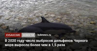 В 2020 году число выбросов дельфинов Черного моря выросло более чем в 1,5 раза