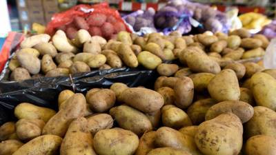 Российские производители нашли способ снизить цену на картофель