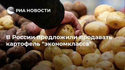В России предложили продавать картофель "экономкласса"