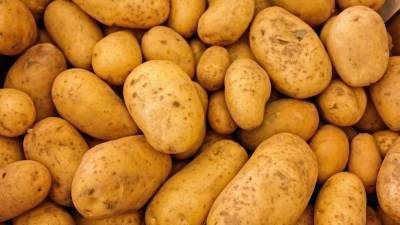 Российские фермеры предложили ввести в продажу картофель "экономкласса"