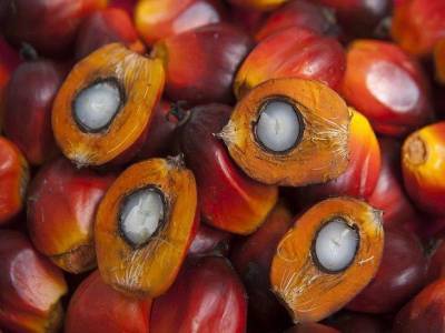 В мире рекордно подорожало пальмовое масло