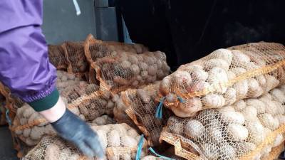 В России планируют запустить продажи картофеля "экономкласса"