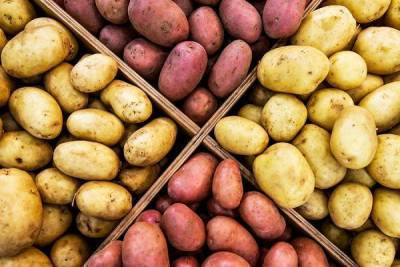 В России предложили продавать картофель класса «эконом» nbsp