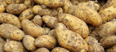 Картофель "эконом-класса" может появиться в российских магазинах