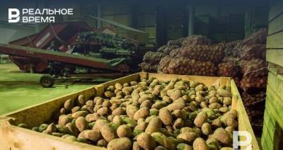 В России предложили продавать картофель «экономкласса»