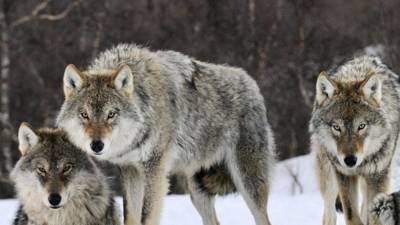 Волки растерзали нескольких собак на севере Карелии