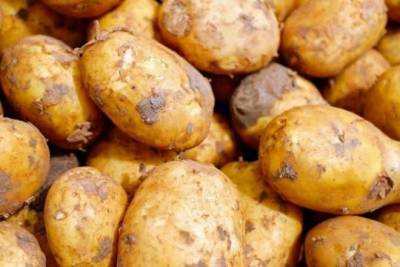 В России появится картофель «экономкласса»