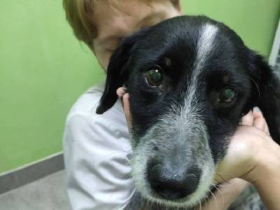 В Челябинской области нашли хозяйку пса Шарика, оставленного привязанным на морозе