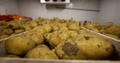 Производители картофеля предложили ввести в ассортимент товары "экономкласса"