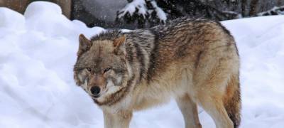 Волки нападают на собак в деревне Карелии