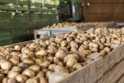 Производители картофеля предлагают продавать продукцию экономкласса