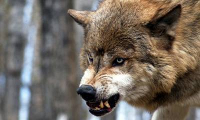 В карельской деревне волки загрызли несколько собак