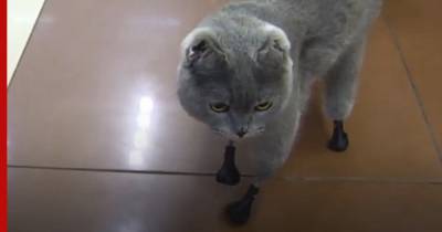 Кошка с протезами нашла новый дом после смерти хозяйки