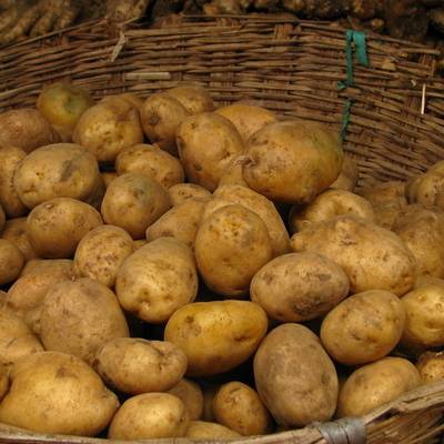 В России предложили продавать картофель "эконом-класса"