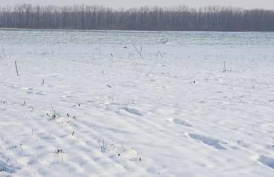 Посевы озимых могут погибнуть от мороза на Кировоградщине