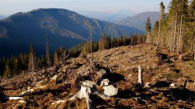 Экоактивисты не спешат поднимать проблему вырубки лесов в Украине: чем это грозит