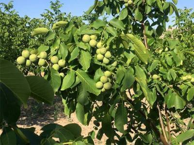 Бизнес на грецких орехах в Украине: что необходимо для старта