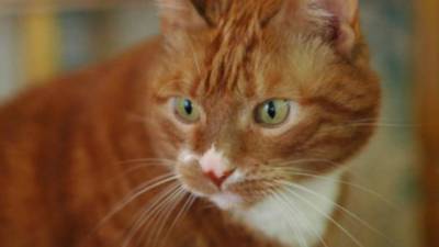Вирусологи обследуют первого заразившегося COVID-19 кота Рыжика в России