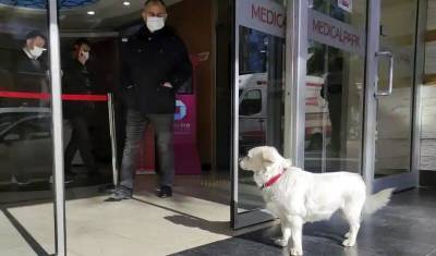 Целую неделю собака ждала хозяина у дверей больницы