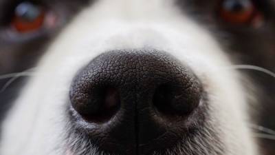 Собаки научились выявлять больных коронавирусом по запаху