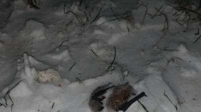 "За что так?": в Украине уничтожили десятки животных из Красной книги, кадры