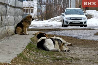 В Ухте предложили открыть общественные приюты для бездомных собак