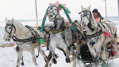 Пьяный житель Коми отпраздновал покупку лошади и замерз насмерть в снегу