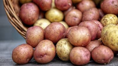 Производители: маленький картофель ничем не хуже крупного