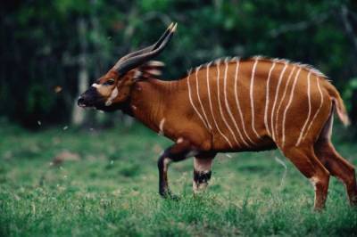 В Кении вывели более 70 редких лестных антилоп бонго, – учёные