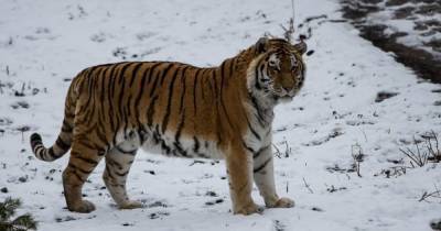 В Калининградском зоопарке рассказали о состоянии 19-летнего тигра Тайфуна (видео)