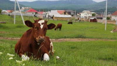 Стоимость мяса, молока и овощей может снизиться в России