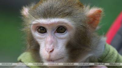 Заботливая мама-обезьяна кормит свое дитя: очень нежное видео
