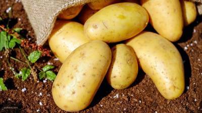 Предложение продавать картошку "эконом-класса" назвали неактуальным