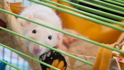 Немецкие ученые вернули подвижность парализованным мышам