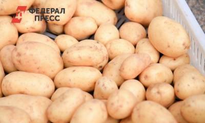 В российских магазинах появится дешевый картофель